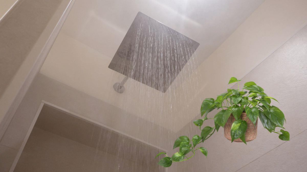 Pocos lo saben: cuál es la planta que debes tener en el baño durante el invierno
